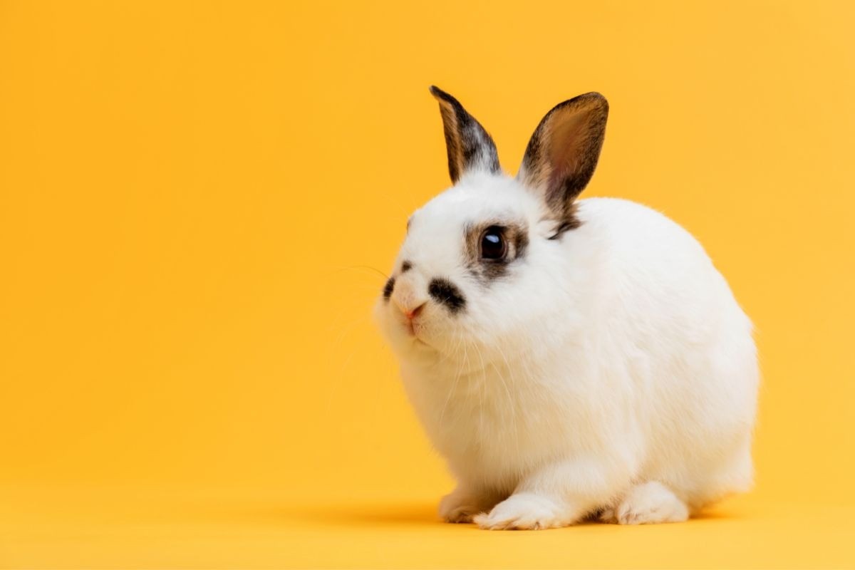 Un coniglio bianco